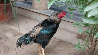 VIP  Breed JAWA ASEEL