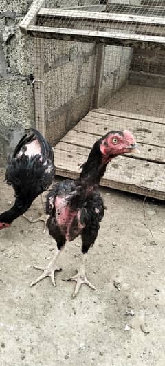 Black Aseel Pathay Pathain And Young Mix