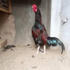 aseel murga for sale