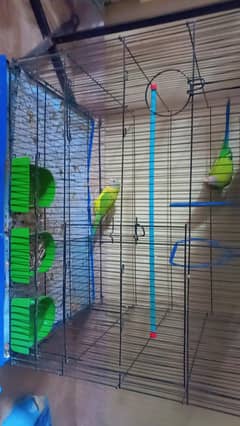 plum head parrots parrots for sell totay with cage