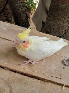 Cockatiel