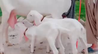 Gulabi Bakri 3 bacchon Ke Sath For Sale WhatsApp 0370,48,15,728