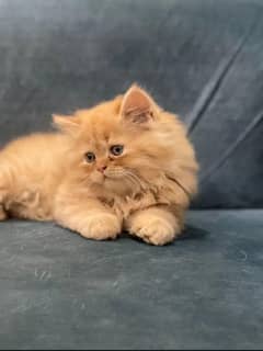 Persian