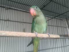4month age hai  self chick
