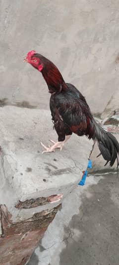 LAKHA ASEEL