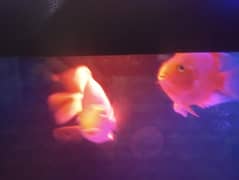 fish aquarium complete setup with fish 03118342951 my Whatsapp