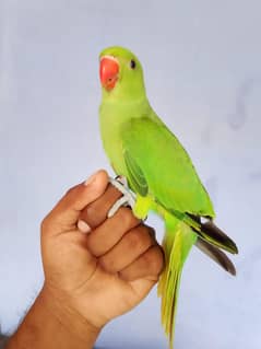 green neck