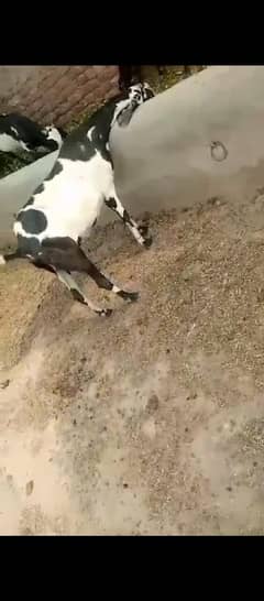 8 Dant bakri achi doodh wali