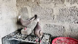 Mukhi Pigeons