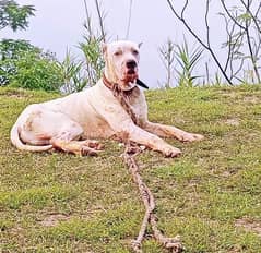 beautifull dog