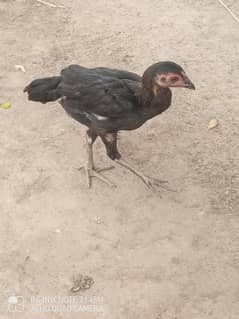 Aseel Chicks Pair