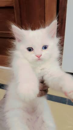 Fluffy Kittens For Sale