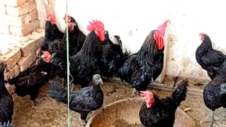 Australorp