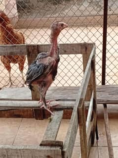 aseel hen/aseel cross thai chicks full healthy and active