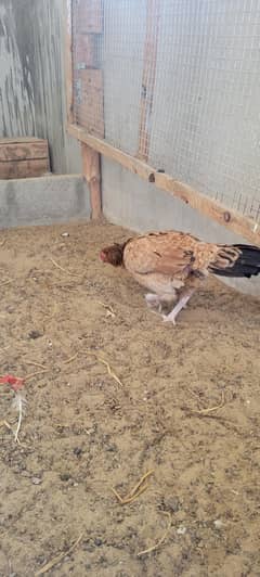 Aseel hen for sale  Ad lazmi parhe