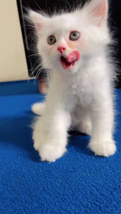 Persian kittens (blue eyes/grey eyes) tripled coated