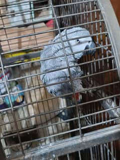African gry fartail bondid pair