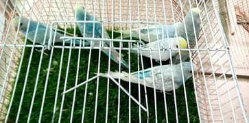 Rainbow Budgies | Eno Cocktail | Cream Pied Cocktail | 03322389456