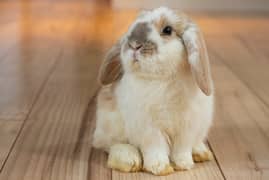 Imported Rabbit Breeds / Imported Bunnies