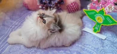 cute high quality kitten available