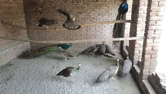 peacock breedar pair of sale | bilow shoulder and black shoulder