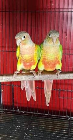 all birds avalible home breed