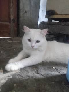 Persian pear [Persian cats ] Triple coated cats  urgent for sale