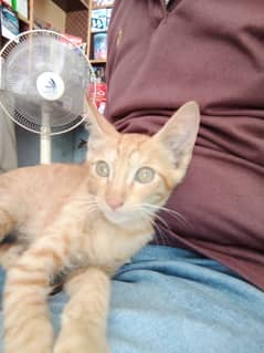 Egyptian ginger male 2 months