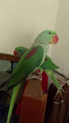 Raw parrot for sale