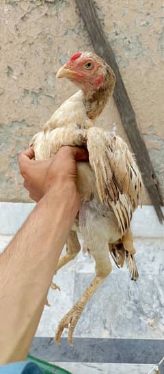 aseel/hen
