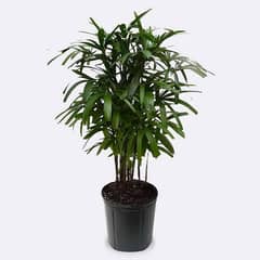 Lady Palm(Indoor)