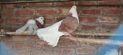 pigoens