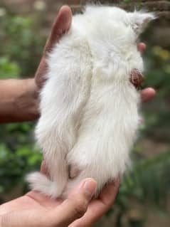 Persian kittens