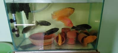 Best offer (3 free fish)