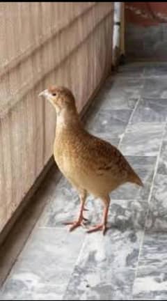 Dakhni