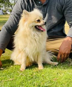 Imported Lines Pomeranian young females