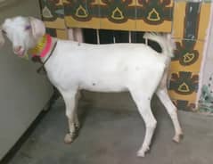 goats fancy tedy nasal  2 females  white colour