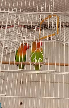 Fisher Lovebirds confirm Pair ek breed kr chuka hai