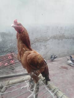 Orginal Aseel sindhi