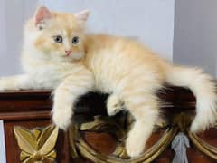 Persian cat
