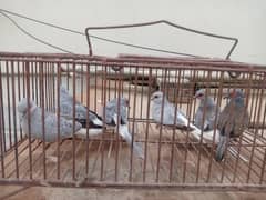 Dove pair