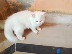 Persian