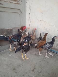 aseel male female for sale total 12 pcs