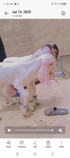 GOATS