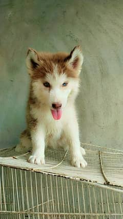 Siberian
