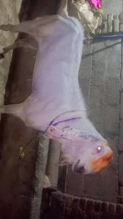 Rajanpuri