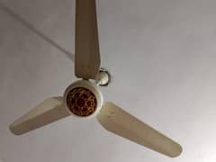 Beeta Fan