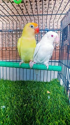 Love birds Decino x Albino red eyes breeder pair