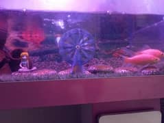 aquarium 03303499363