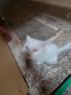 Persian  cat,
